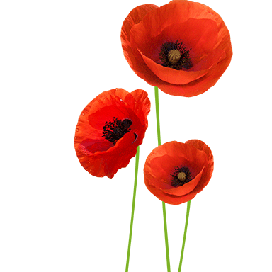 sticker coquelicot tout beau