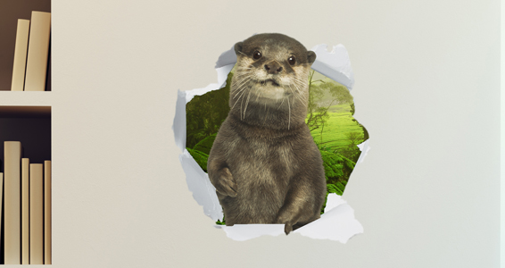 sticker Trompe l'oeil loutre curieuse