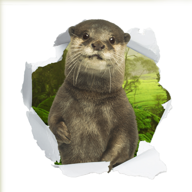 sticker Trompe l'oeil loutre curieuse